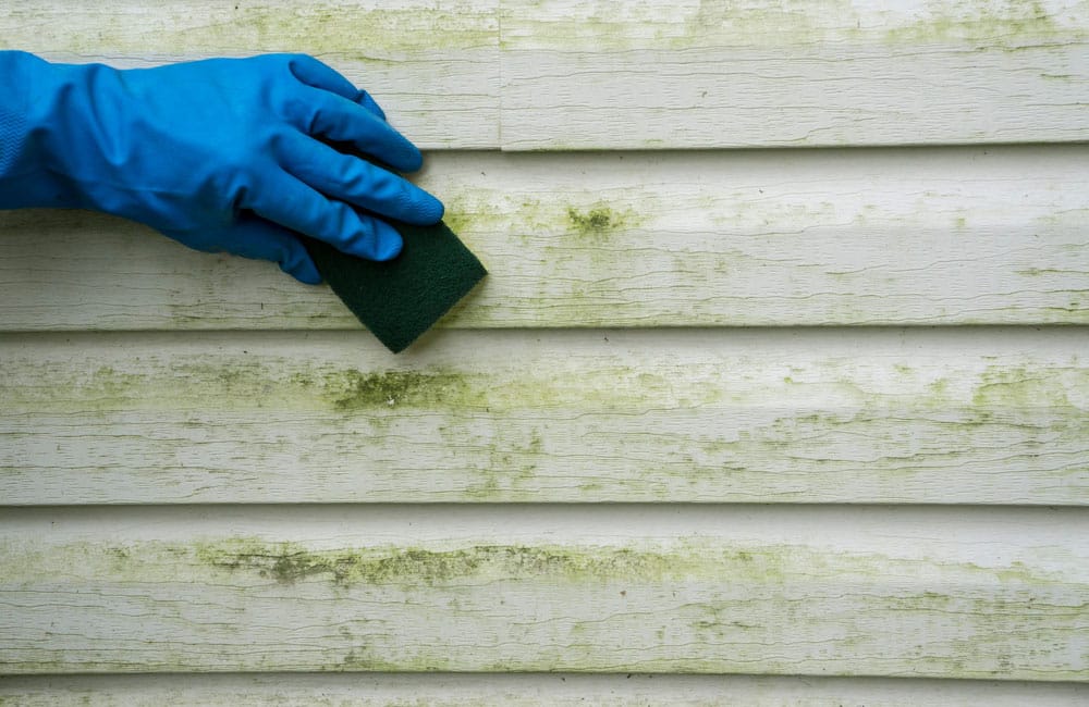 What Are The Most Common Causes of Roof Mold and Algae Growth On A Home?